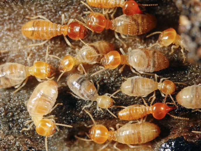 Destructive insects produce high-value products from biowaste | The-14
