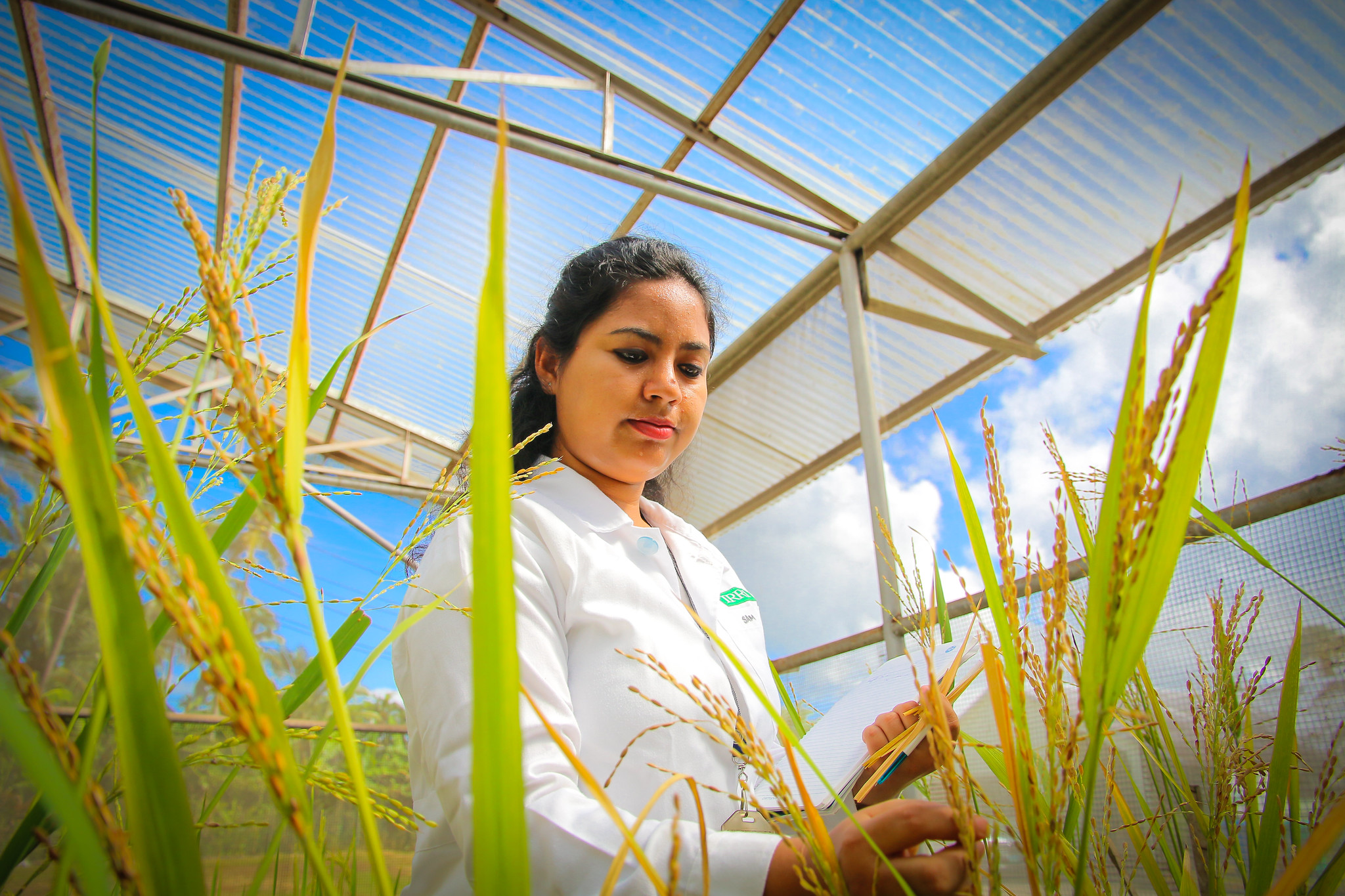 Study On Rice Breakthrough makes rice guilt-free for diabetics | The-14