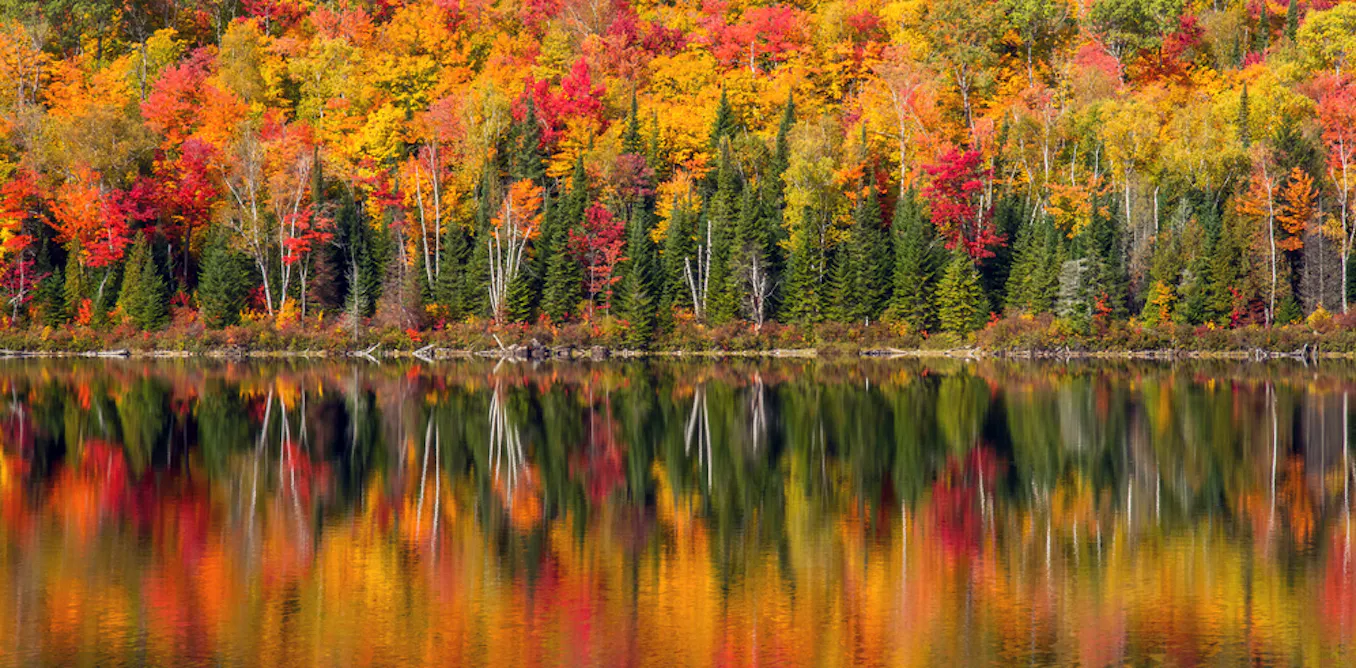 Québec’s hardwood trees could move north. Here’s how that could affect