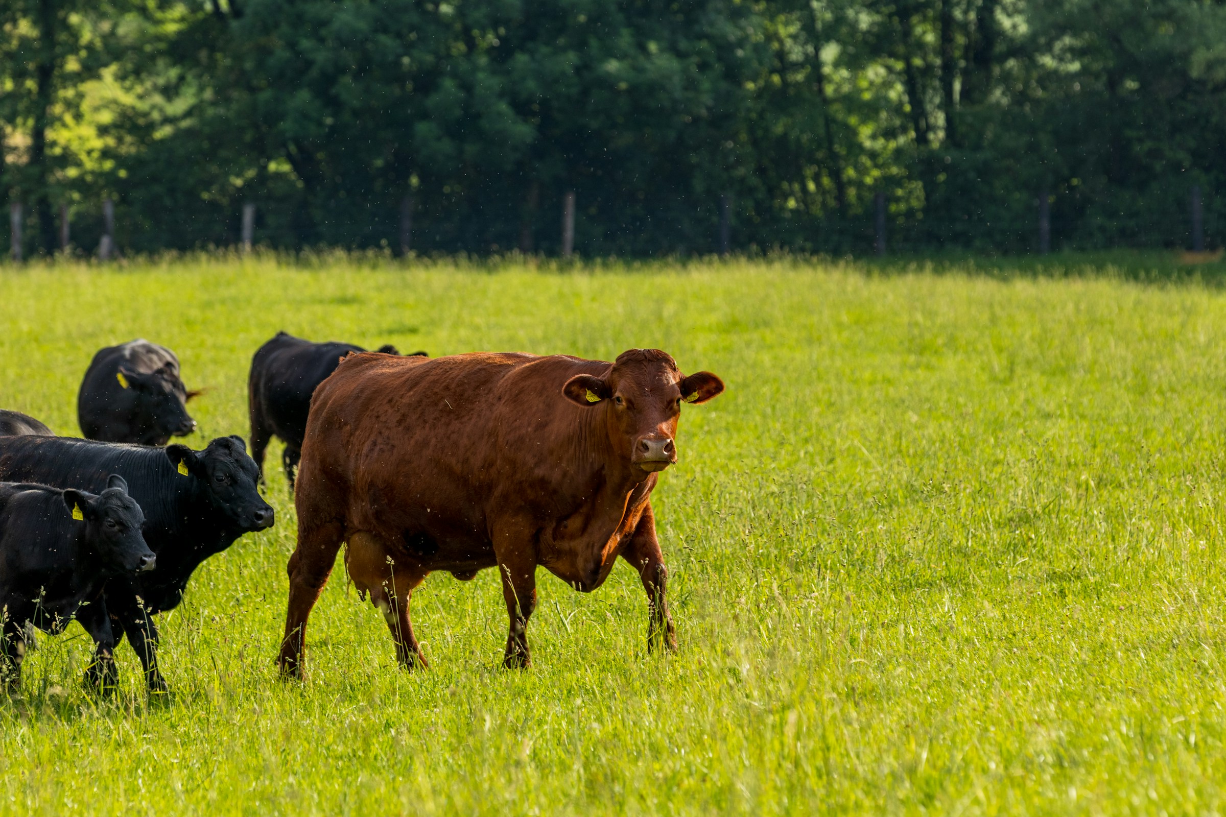 Bird flu in cattle what are the concerns surrounding the newly