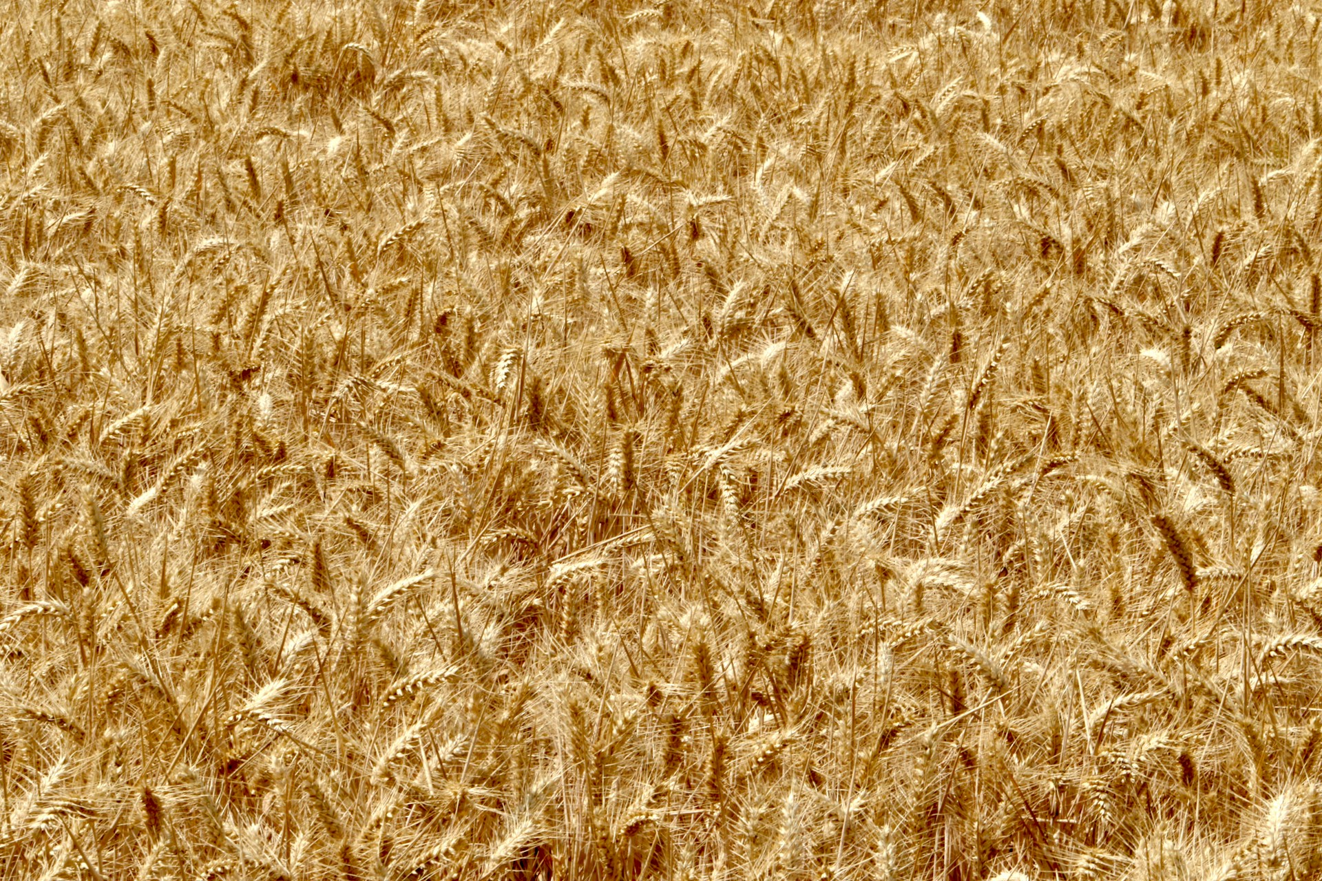 We eat a lot of wheat. So how can we grow more in a changing climate? | The-14