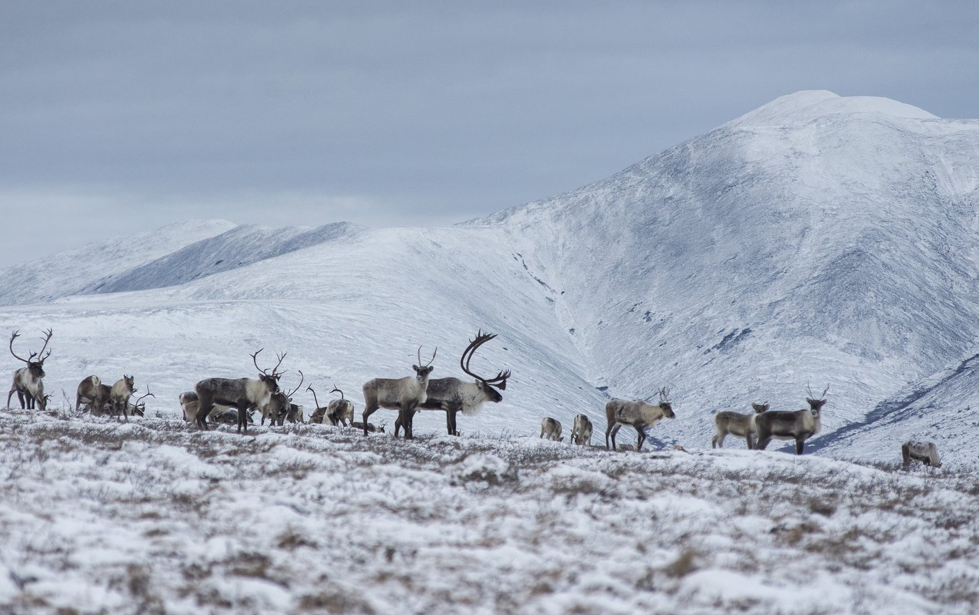 Canadian, US First Nations defend caribou habitat from Trump’s Arctic oil plans | The-14
