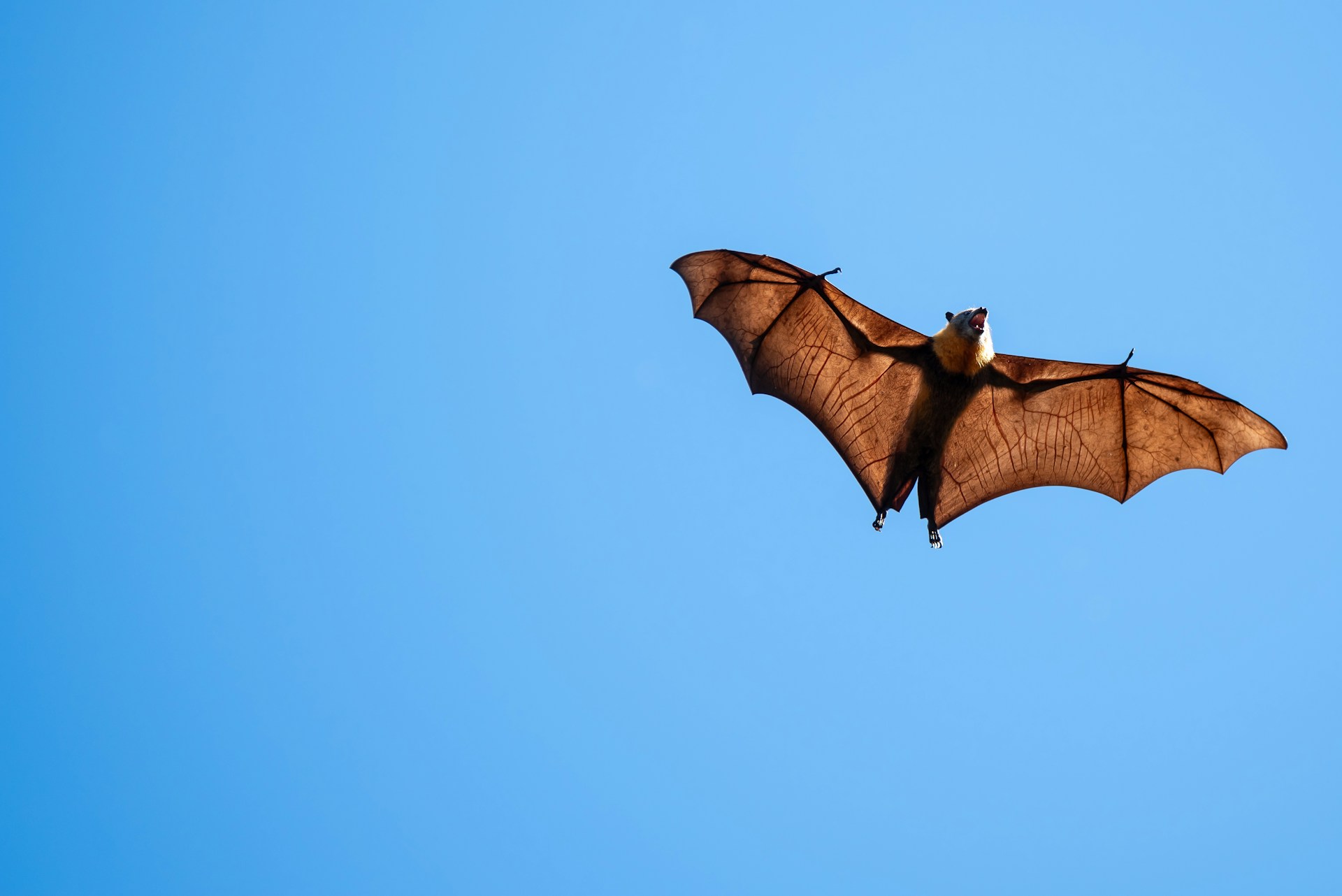 Climate Change Brings Another Species Closer to Extinction | The-14